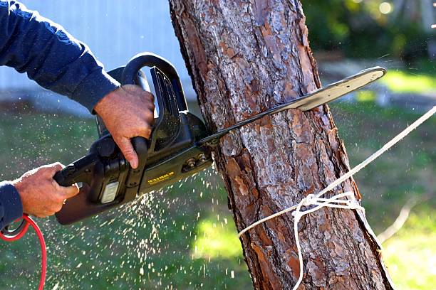 How Our Tree Care Process Works  in  Jordan, NY