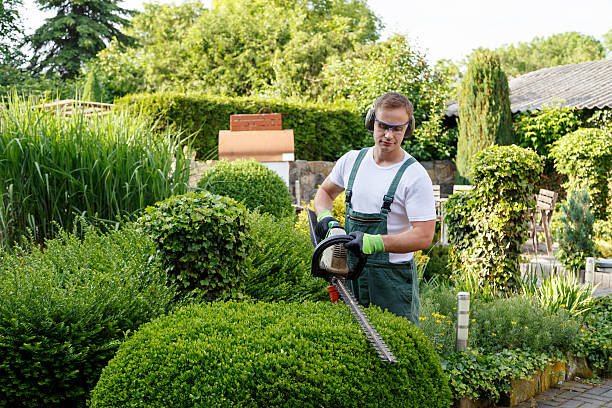 Trusted Jordan, NY Tree Services Experts